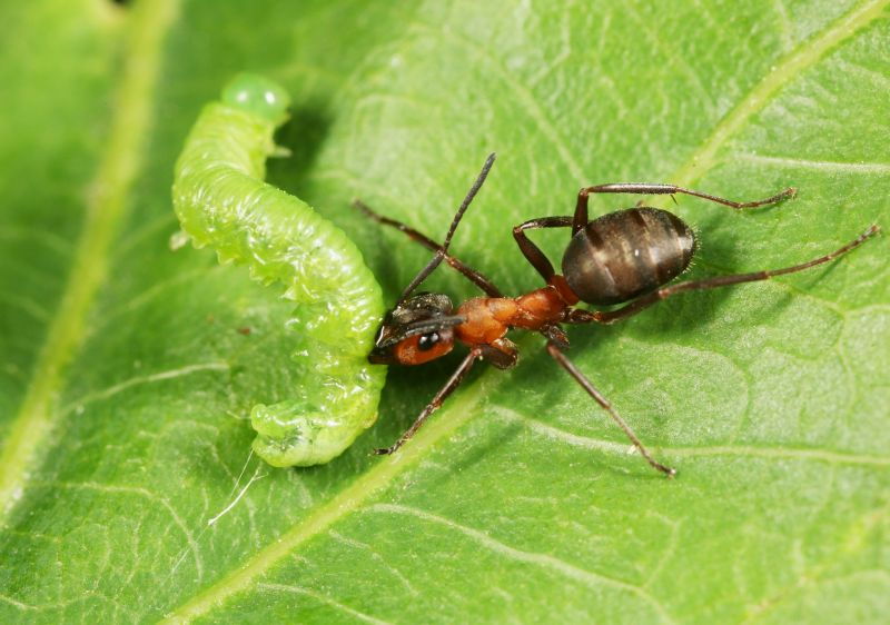 Formica rufa - Mesoneura opaca.JPG